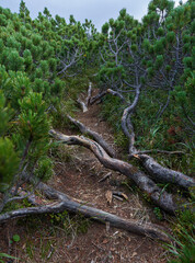 Scrub mountain pines forest