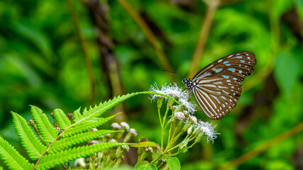 Beautiful butterfly resting on the flower. nature and environment background
