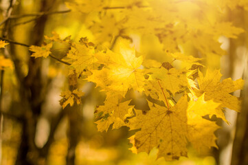 Branch with golden maple leaves in a wild forest