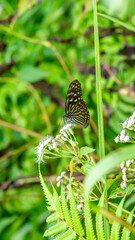 Beautiful butterfly resting on the flower. nature and environment background