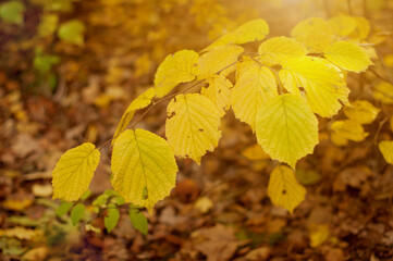 Branch with golden autumn leaves in a wild forest