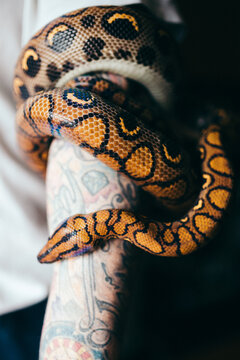 Man holding a rainbow boa constrictor at home