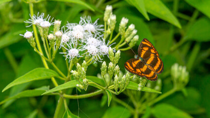 Beautiful butterfly resting on the flower. nature and environment background