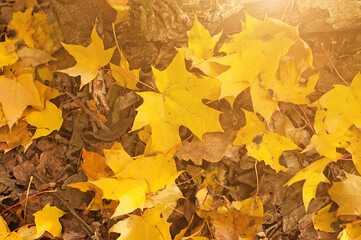 Golden maple autumn leaves on the ground the wild forest