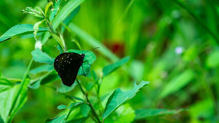 Beautiful Borneo butterfly resting on the plant