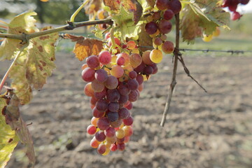 ripening grapes on vine