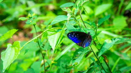 Beautiful Borneo butterfly resting on the plant