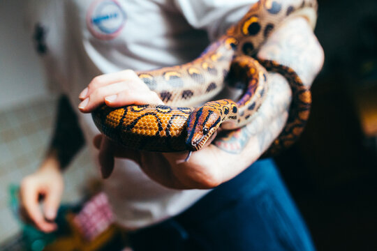 Man holding a rainbow boa constrictor at home