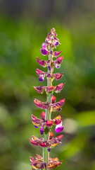 Detail of wild Polyphillus flower with blurred background