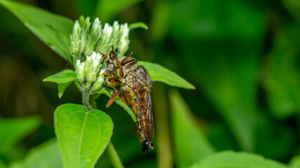 Borneo robber fly perching on the leaf. nature and environment background