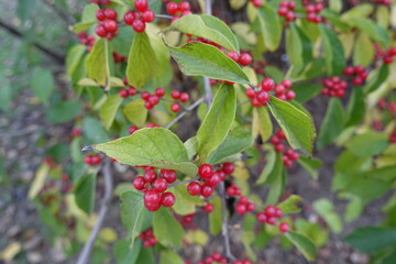 Obraz premium Numerous red berries in the leafage of Lonicera maackii in October
