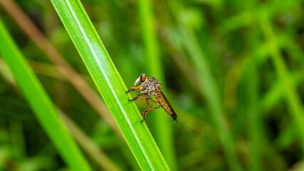 Borneo robber fly perching on the leaf. nature and environment background