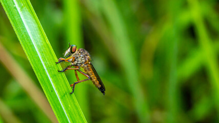Borneo robber fly perching on the leaf. nature and environment background