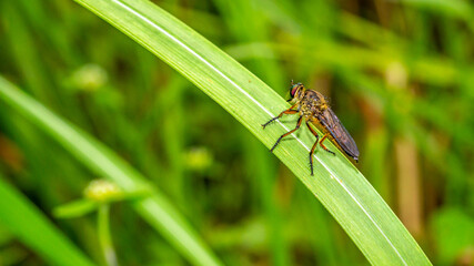 Borneo robber fly perching on the leaf. nature and environment background