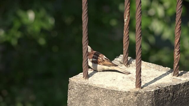 Sparrow (Passer Domesticus) perching on top of pillar with four protruding metal rods