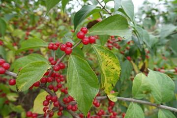 Red berries in the leafage of Lonicera maackii in October