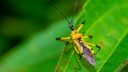 Closeup of beautiful insect  on the tip of green leaf. This bug can be found in Borneo jungle