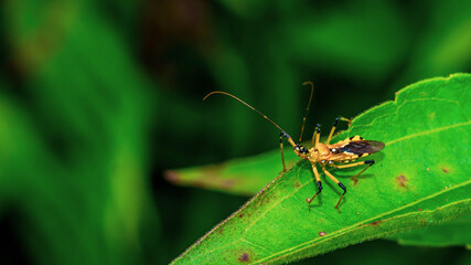 Closeup of beautiful insect  on the tip of green leaf. This bug can be found in Borneo jungle