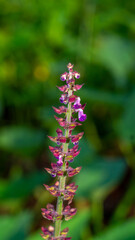 Detail of wild Polyphillus flower with blurred background