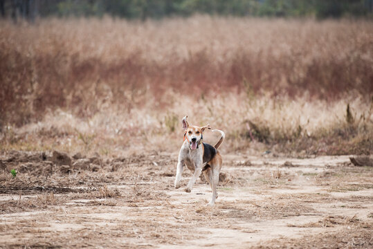 Fox Hunting Hounds