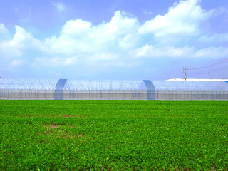 Fototapeta premium 真夏の緑肥茂る畑とビニールハウス風景