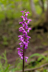 Close-up on a wild orchid. Set of purple flowers spread around the stem.