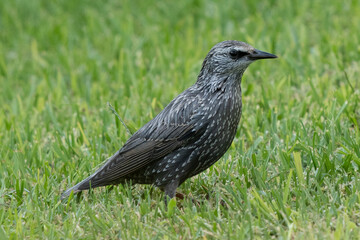 Spotless Starling Sturnus unicolor Costa BAllena Cadiz