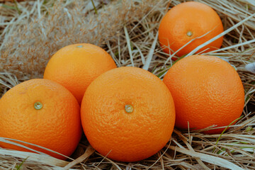 Several oranges on the dry grass