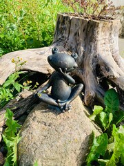 Frog on a stone