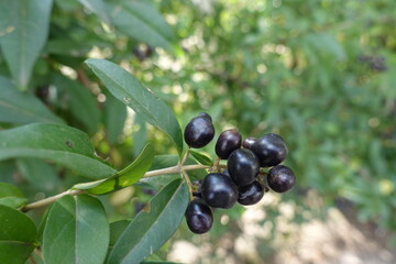 Panicle of black berries of common privet in September