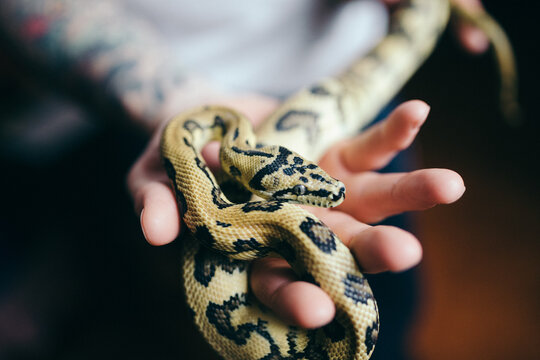 Man holding a python