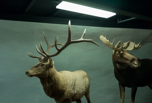 elk and moose under florescent light