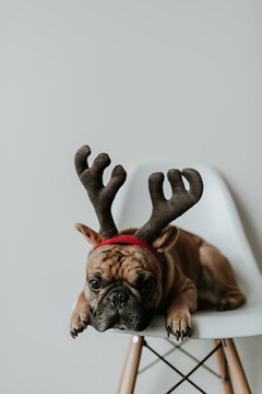 French Bulldog Puppy Dog Wearing Merry Christmas Antlers