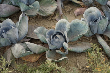 Blaukraut Rotkohl Feld erntebereit