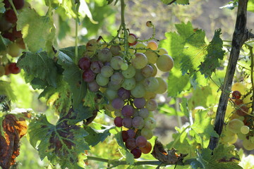 green grapes on vineyard