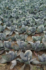 Blaukraut Rotkohl Feld erntebereit