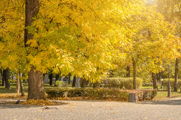 Naklejka premium Autumn park in Krasnodar, Russia with beautiful golden trees.