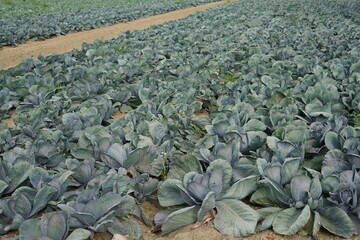 Fototapeta premium Blaukraut Rotkohl Feld erntebereit