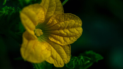 Closeup of yellow pumpkin flower