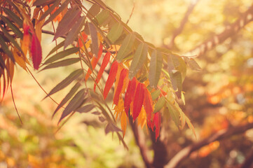 Branches with multicolored autumn leaves on a warm sunny day.