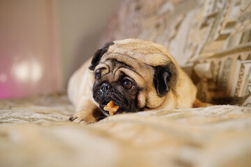 Funny pug chewing on a treat lying on the couch at home. Cute dog resting on the couch. Pug with dog dental stick