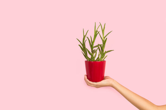 Mano de mujer sosteniendo una maceta roja con una planta de aloe vera sobre un fondo rosa pastel liso y aislado. Vista de frente. Copy space