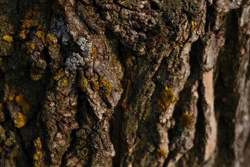 The wooden texture of old bark with yellow and grey lichens. Hypogymnia Physodes and Xanthoria parietina common orange lichen