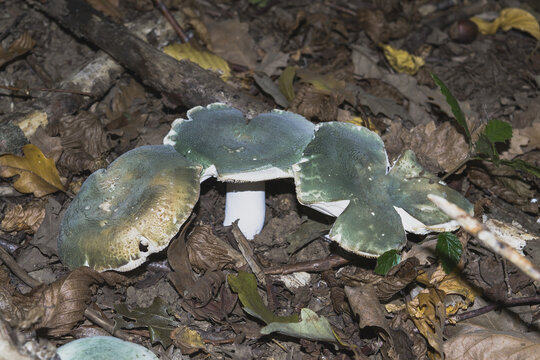 Closeup shot of green brittlegill mushrooms in the forest