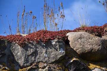 Sedum spurium is a herbaceous plant with alternate, simple leaves, on creeping stems.Durable greening of walls and roofs.