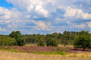Obraz premium Du soleil et des fleurs