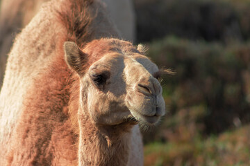 African Camel in the Namib desert.  Funny close up. Namibia, Africa