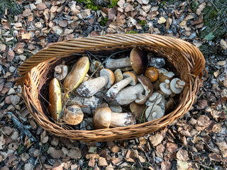 Mushrooms Boletus edulis in a basket on a forest glade.