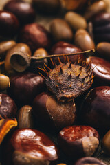 Chestnuts and acorn nuts in close-up in a moody autumn setting. High quality photo