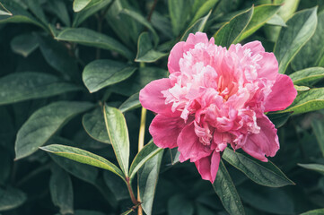 Delicate spring pink peony